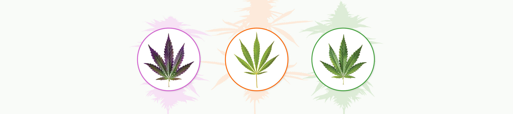 What’s the difference between indica, sativa, and hybrid cannabis?