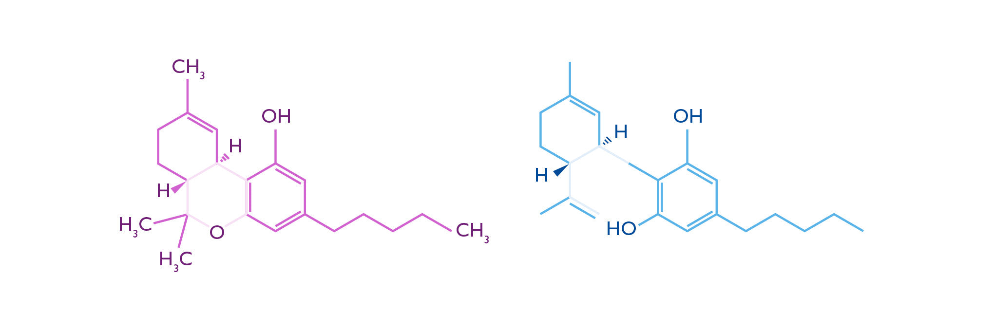 Get to know the two main cannabinoids: THC and CBD