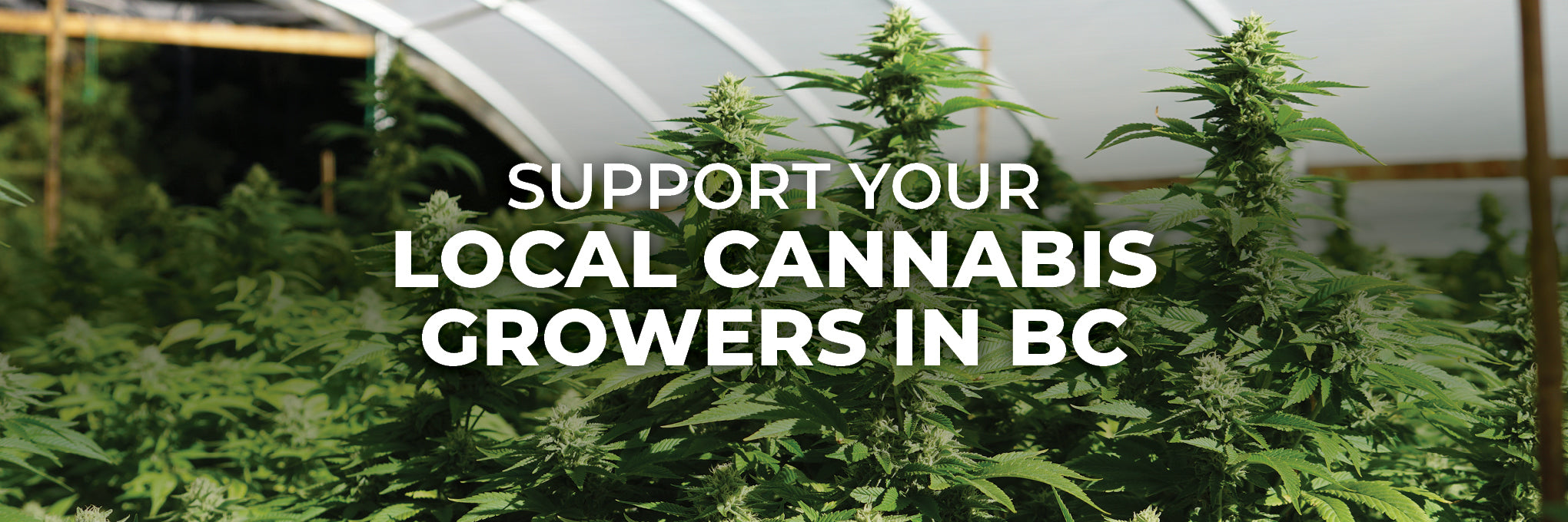 Support local cannabis growers in BC